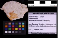 Foto (Objekt + Etiketten) von Decapoda indet. (NHMW-GEO-1990-0041-0353)